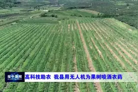 高科技助农 绥中县用无人机为果树喷洒农药图片