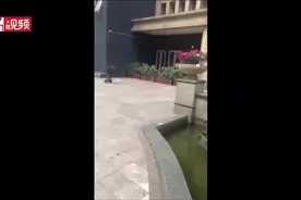 残忍！男孩抡板砖砸流浪猫致其内伤吐血视频封面