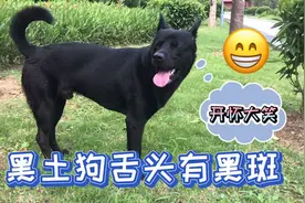 农村20块钱买的黑土狗，花舌立耳黑眼睛，大家看品相怎样