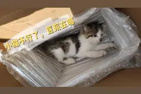 小土猫贪玩被车压得奄奄一息，只剩一口气支撑了，还能救得回来吗视频封面