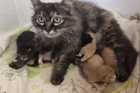 9只猫竟然隔了3辈，猫母女合伙喂猫仔，它们还能分清吗