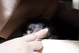 水獭躲在衣柜里面不肯出来，水獭：我是不会出去的，我要在这里睡视频封面