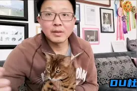 世界猫协会 资深铲屎官 告诉你  被猫抓伤  需要打狂犬疫苗吗？视频封面