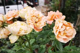 月季花可以吃吗？常见的可食用玫瑰有哪些品种？一起了解一下