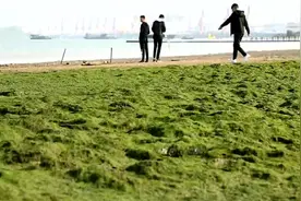江苏：连云港海边沙滩上浒苔铺成“海上草原”引无数游客前来观赏