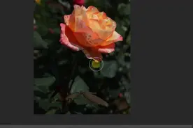 PS如何快速压暗背景突出花的主体