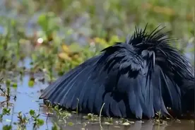 这种鸟捕鱼的方式很独特，把翅膀张开围成伞状视频封面