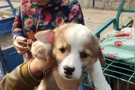 狗市里的狗多不胜数热门犬特别多，柯基就要200元，看到后真想笑视频封面