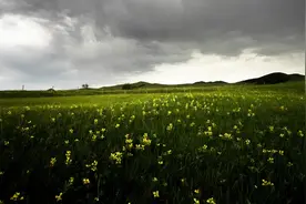 我在坝上草原拍摄野花，拍摄是第一步，摄影主题的实现最终靠后期视频封面