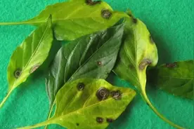 辣椒这个病容易与炭疽病和疮痂病搞混淆，你知道怎么识别吗