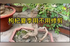 枸杞夏季开花用不用修剪？当然可以，但是有个最好的修剪时间段