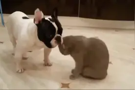 法国斗牛犬与萌猫咪闹矛盾了，就这样打了起来，狗子丝毫不害怕视频封面