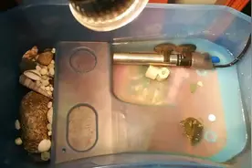 小巴西龟很能吃，看着吃的就精神了视频封面