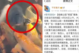 重庆网红鱼“莽子”被盗吃，4嫌疑人拘留 律师：鲤鱼价格不超2000元不构成犯罪视频封面