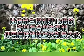 比传统生根剂好10倍的新型复合型生根剂，使用后种植收益最大化视频封面