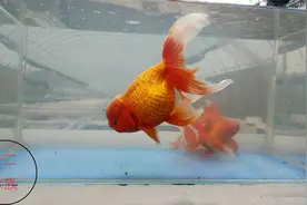 金鱼究竟有几大种类？4种？错了，金鱼养殖场老板来告诉你答案视频封面