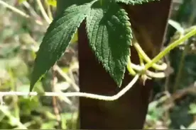 在“微信”上怎样启用“微信运动“视频封面