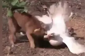 狗大战大肥鹅，鹅强悍的战斗力打的狗无力还手，笑喷了！视频封面