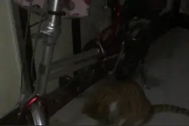 大家快来帮忙看看，为啥猫咪听到敲打就跳僵尸舞。视频封面