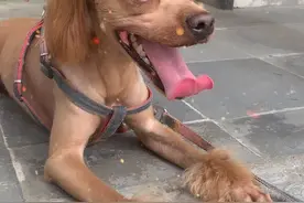 看我家的小狼吐槽展示牙口和舌头👅！