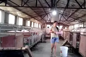 90后夫妻创业养猪日常生活，感叹喂猪是猪场最轻松的活视频封面