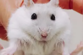 《倉鼠人》我適合養什麼鼠_七種類鼠飼養分享!视频封面