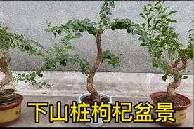 几十年的下山桩老枸杞，上盆已经成活，纯天然野生，形态各异视频封面