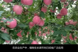膨大素配方及使用技术，葡萄、脐橙都能用！提高座果率！视频封面