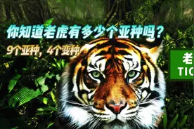 你知道老虎有多少个亚种，多少个变种，看完有一种想去动物园冲动