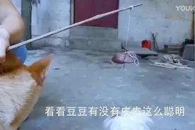 关于狗吃肉的故事，致我将近80岁的父亲图片