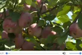 沧州青县清水白村 | 赏美景摘瓜果，尽享田园生活图片