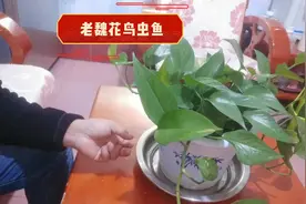花盆底下放托盘的用处，你可能只说对了一个，还有更重要的视频封面
