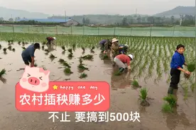 人工插秧一天最高能挣500元 一亩地PK机器贵90元但产量高 划算吗