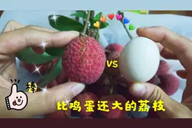 广西农村鸡嘴荔上市啦，比鸡蛋还大的荔枝卖得很贵，你吃过了吗？