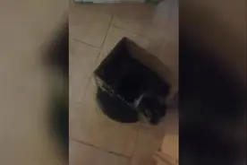 国外幽默视频合集，猫主子坐在扫地机上，巡视它的江山