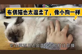 布偶猫真的太可爱了，脾气好好，小伙说从来没见过这么温柔的猫