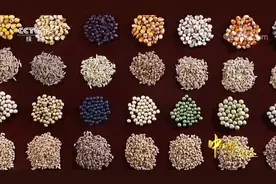 揭秘中国“种质库”，储藏43.5万份种子，位居全球第二