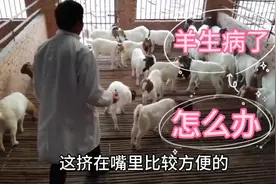 农村娜丽家的羊生病了，喂了什么药，效果很不错