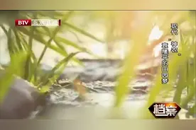 袁隆平早年研究“杂交水稻”，700颗秧苗，一夜之间被人拔光