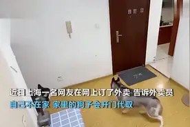 二哈帮主人取外卖，飞起一脚把门踹上“送客”，监控记录魔性瞬间图片