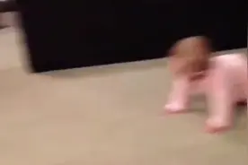 小奶狗第一次见到家里的小宝宝，下一秒的精彩场面，我快笑岔气了图片