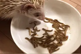 女儿的刺猬，吃到生猛爆浆面包虫也是停不下来啊！@眼镜蛇娘视频封面