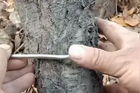 大树环割的必要性，可以促使花芽分化，提高产量和结果率！视频封面