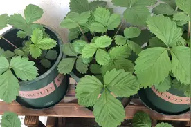 草莓从播种到开花结果需要三到四个月时间，小白亲自证实了