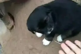 “四蹄踏雪狗”，老人说“不吉利”，“狗来财”是不是你的狗