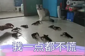 一点不慌小猫咪，面对龙虾怂如狗视频封面