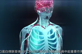 【3D演示】G蛋白偶联受体（原版+字幕版）视频封面