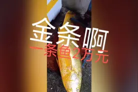 围观宝妈家今天收了稀罕物，一只5斤的黄瓜鱼2万元，你舍得吃吗视频封面