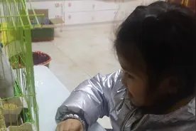 如何分辨鹦鹉公母？图片