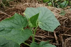 黄瓜这种卷须为何一定要去除？听听专业人士怎么讲